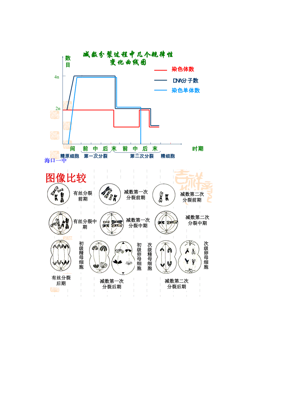 高一生物必修二减数分裂 生物知识点_第4页