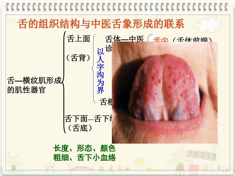 中医诊断  舌诊_第5页