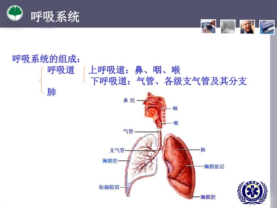 人体解剖生理学-呼吸系统_第4页