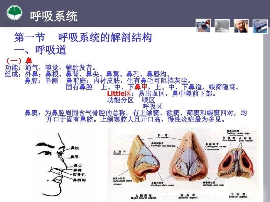人体解剖生理学-呼吸系统_第5页