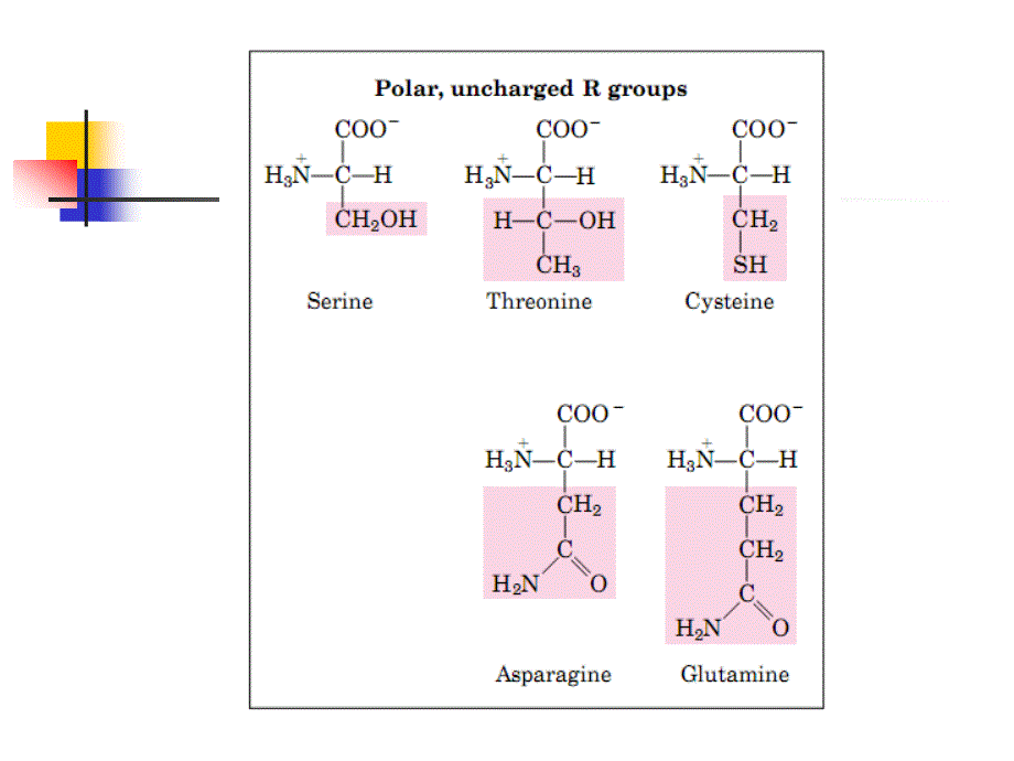 生物化学 第二章 蛋白质化学_第4页