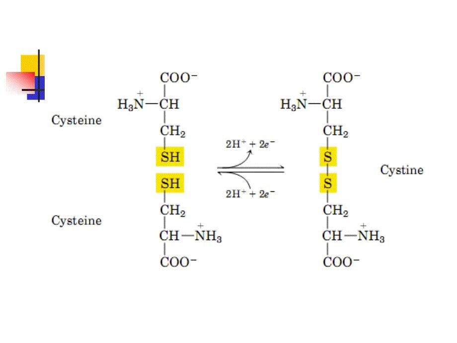生物化学 第二章 蛋白质化学_第5页