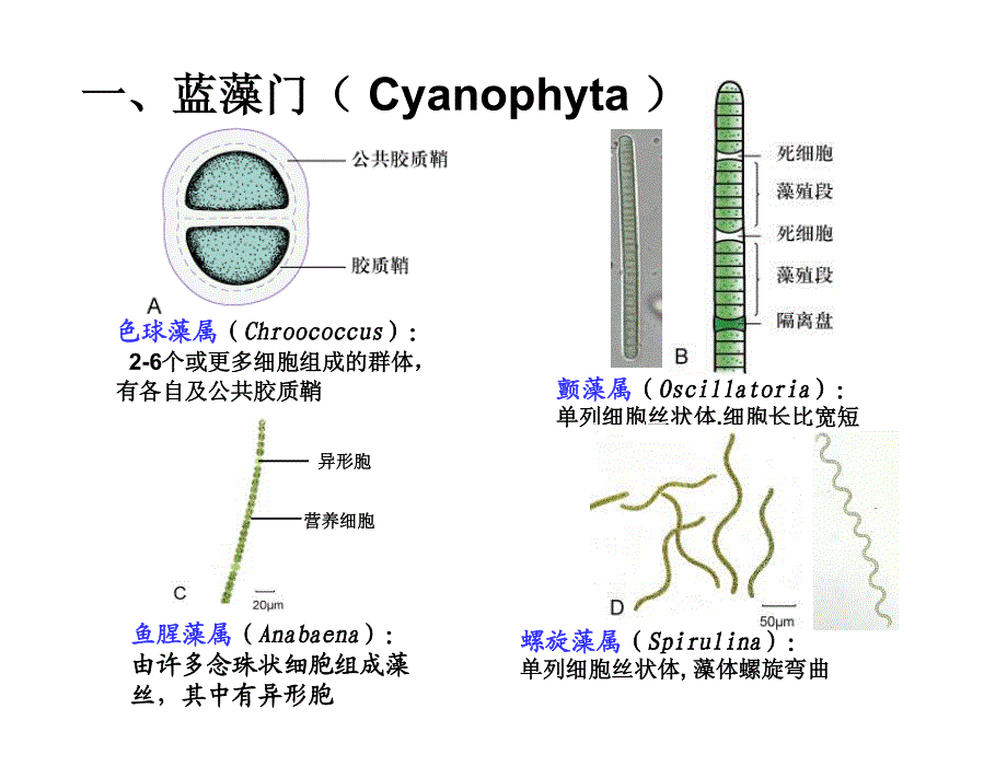 实验六 低等植物及颈卵器植物_第3页