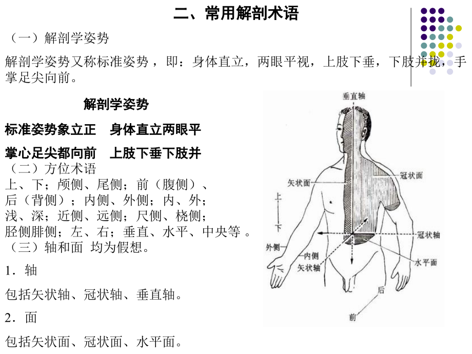 人体解剖学课件-_第4页