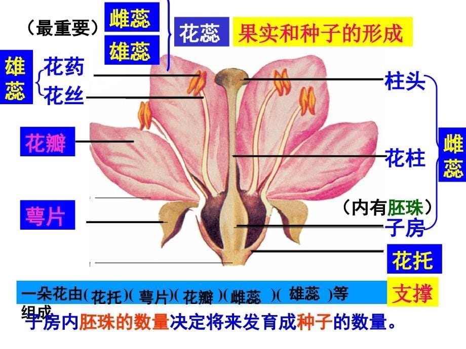 绿色开花植物的一生(复习)_第5页