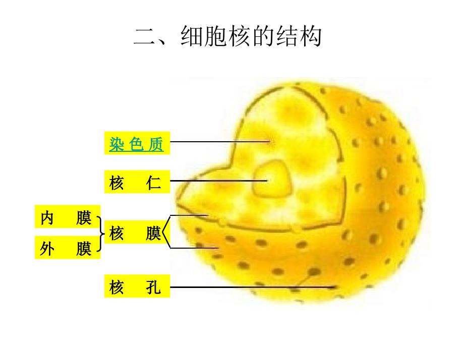 高中生物细胞核—系统的控制中心课件人教版必修一.ppt_第3页