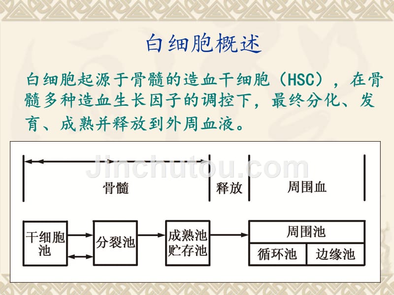 人体白细胞检查_第3页