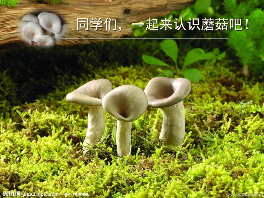 植物知识 蘑菇_第2页