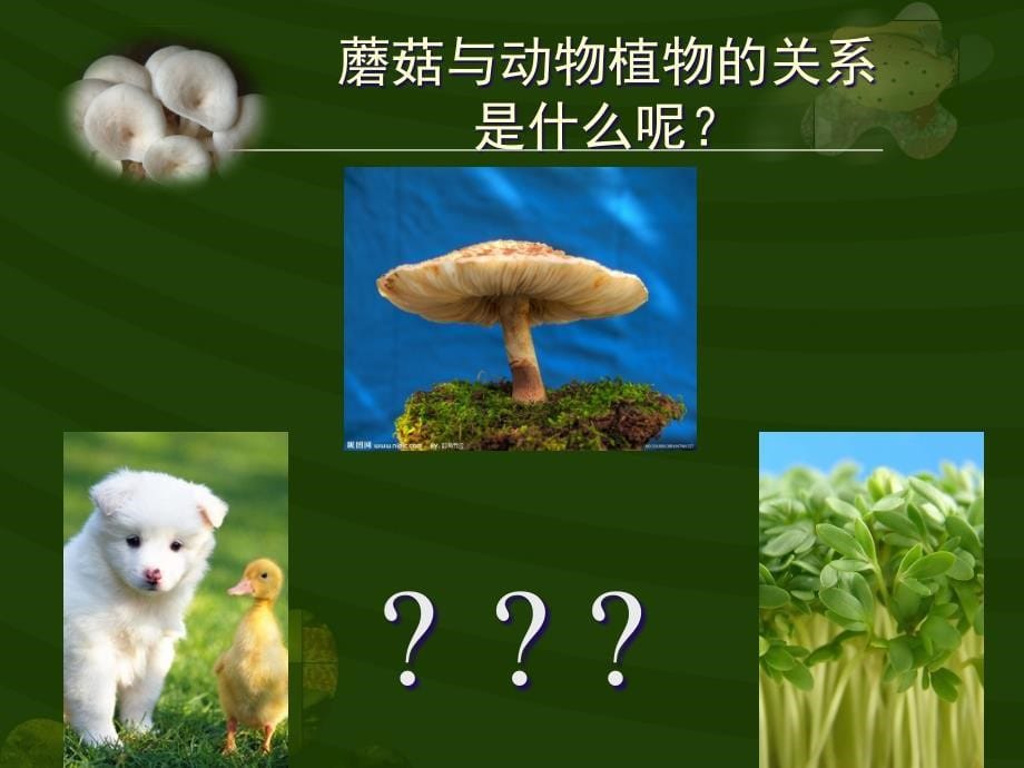 植物知识 蘑菇_第5页