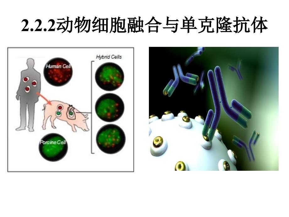 高中生物选修三 动物细胞融合和单克隆抗体_第3页
