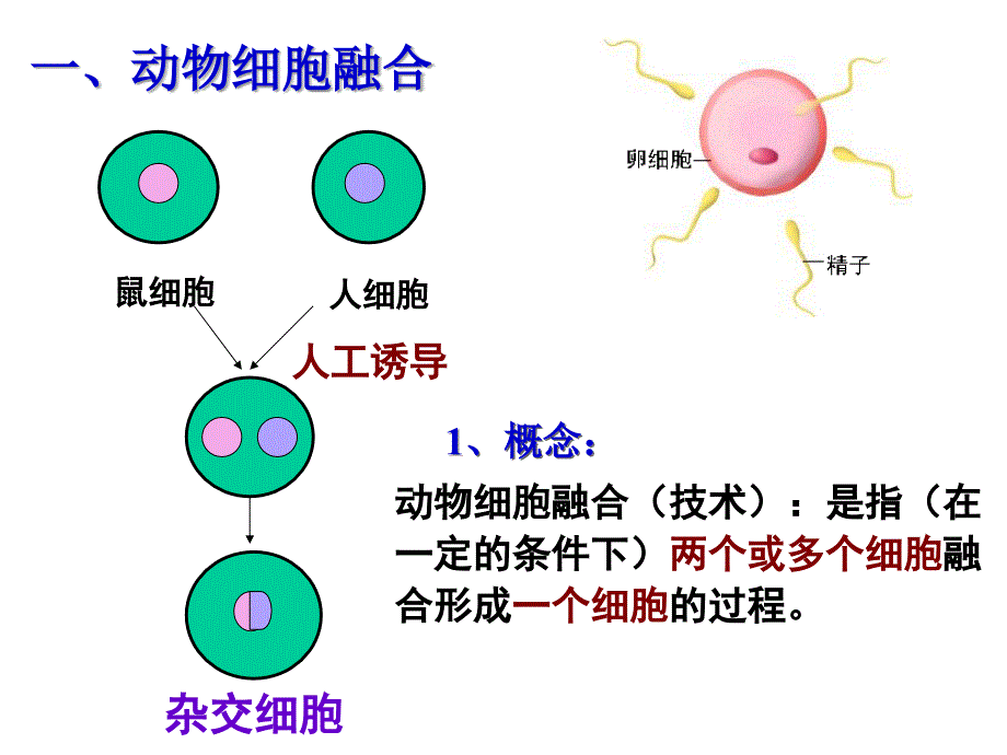 高中生物选修三 动物细胞融合和单克隆抗体_第4页