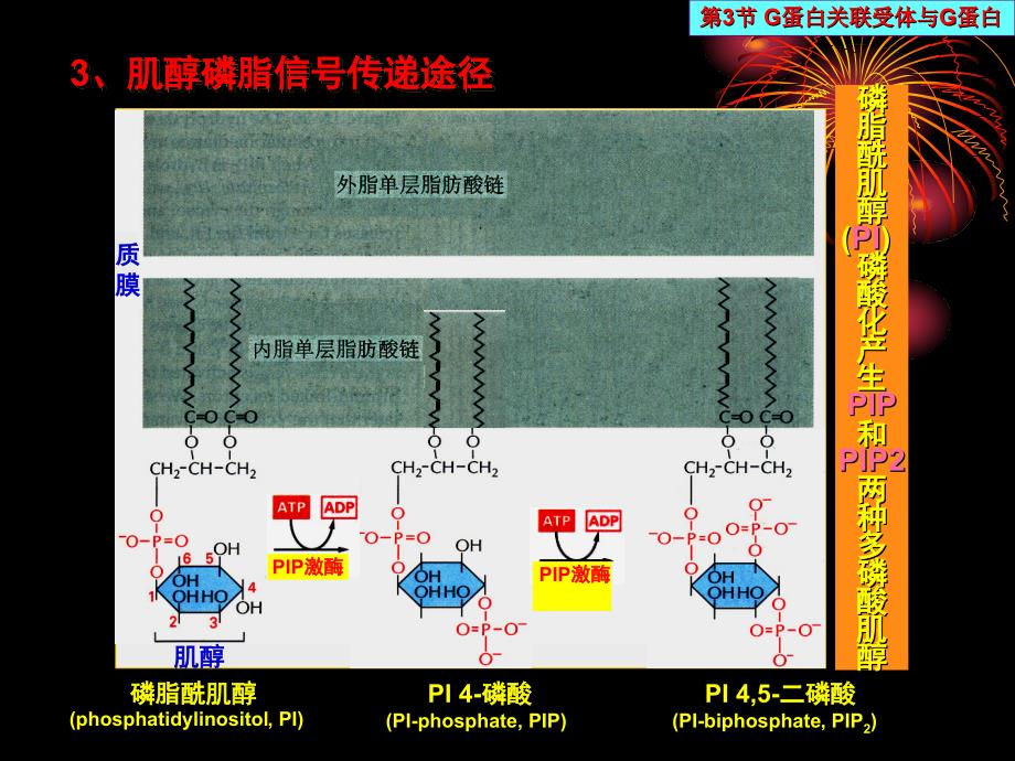 中国海洋大学细胞生物学课件14细胞信号传递02_第3页