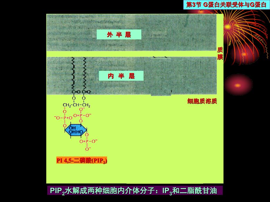 中国海洋大学细胞生物学课件14细胞信号传递02_第4页