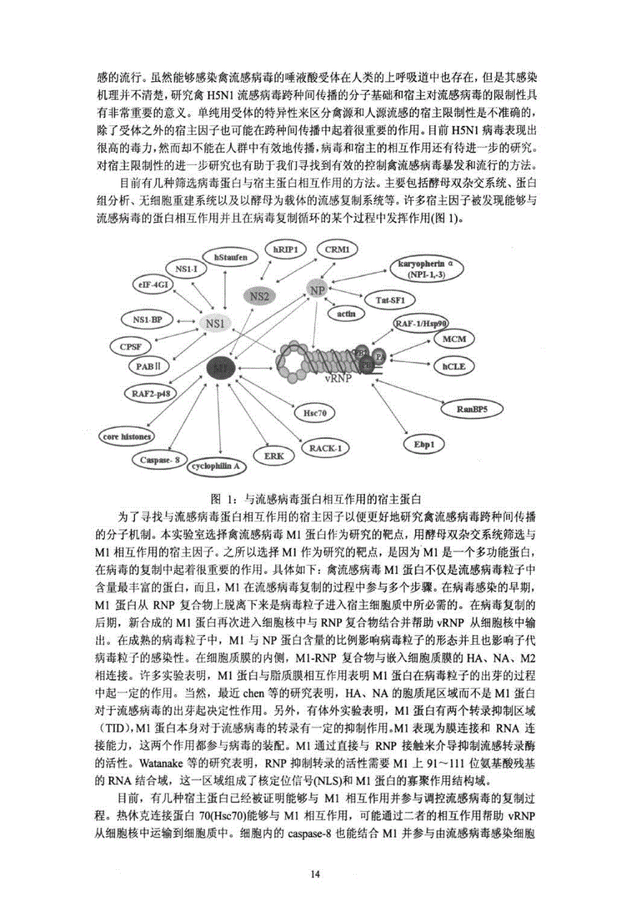 流感病毒的分子进化及跨种间感染机制的研究.pdf_第2页
