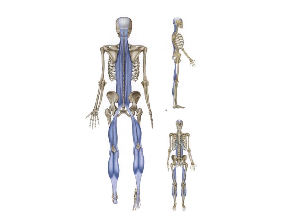 肌筋膜链图片.pdf_第1页