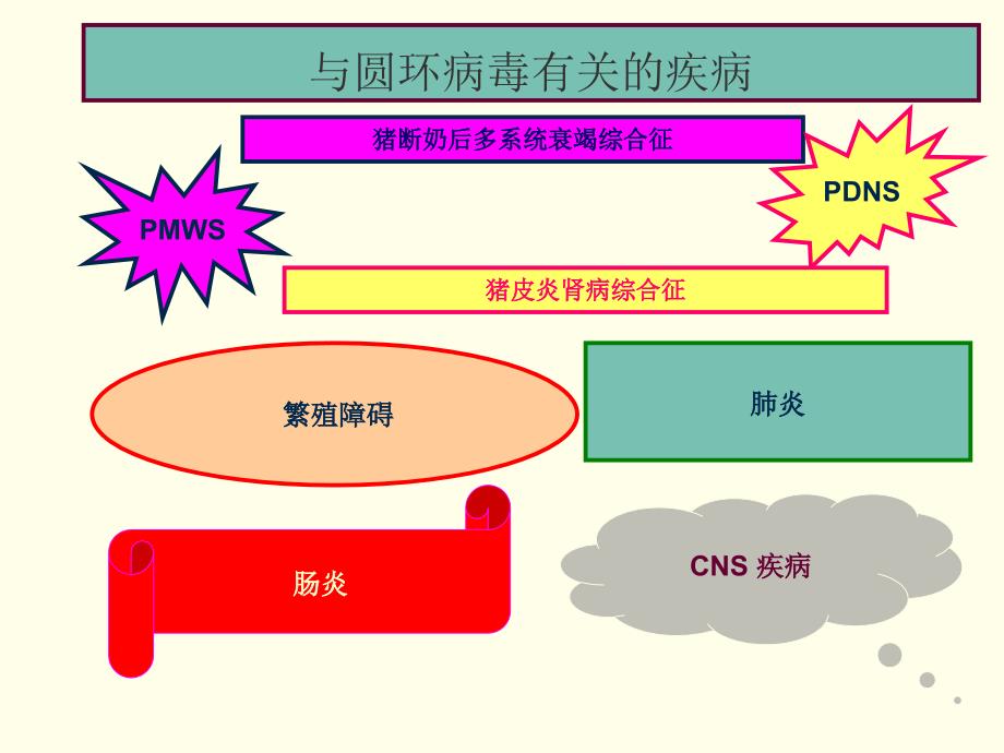 猪圆环病毒---图集.ppt_第1页