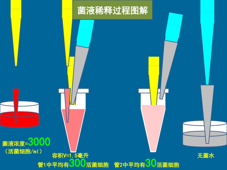 梯度稀释涂平板制单菌落.ppt_第3页