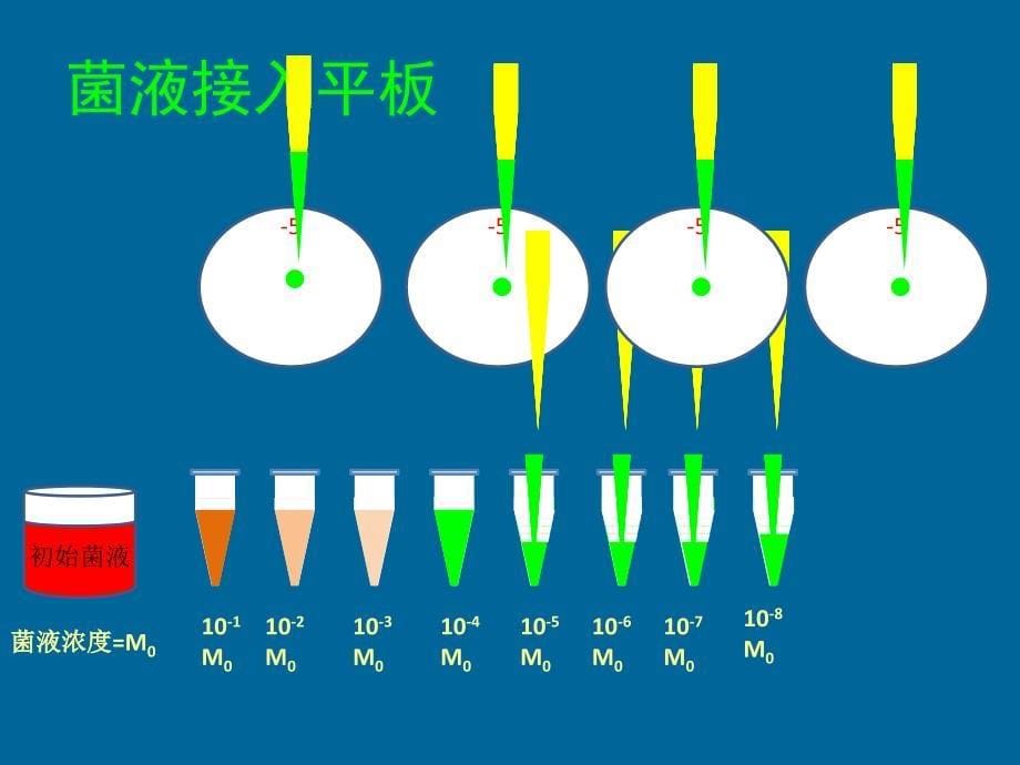 梯度稀释涂平板制单菌落.ppt_第5页