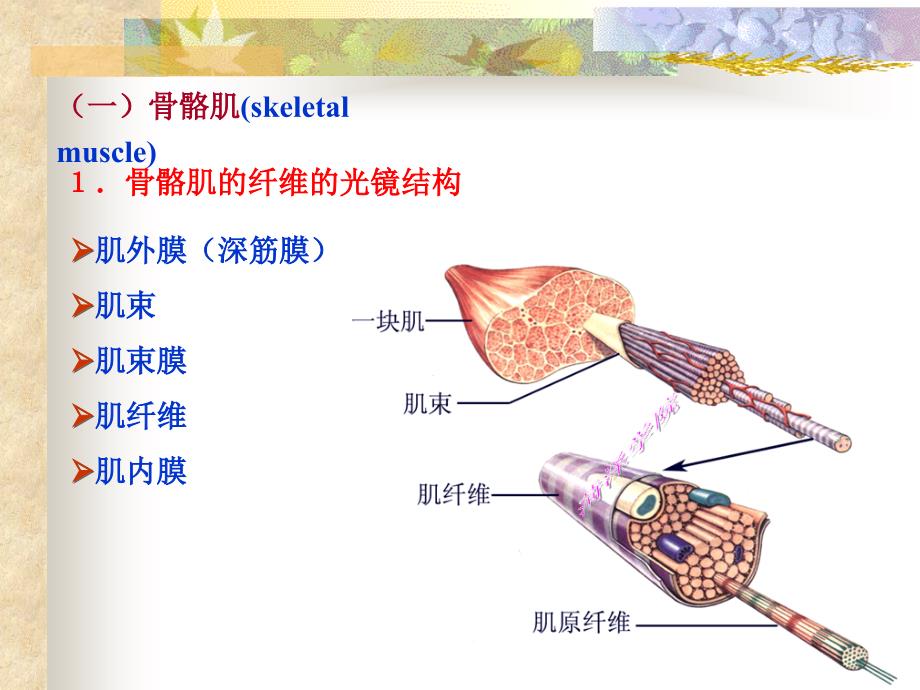 人体解剖生理学 上 高职 初等教育2.第二章+人体基本结构(２)_第3页