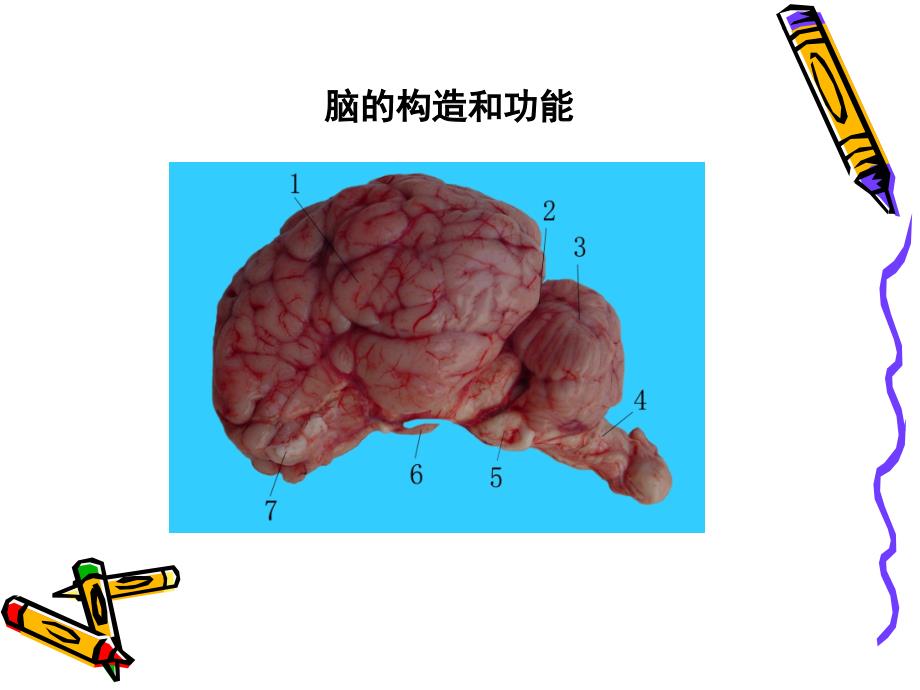 解剖组的课件创新杯说课大赛国赛说课课件_第2页