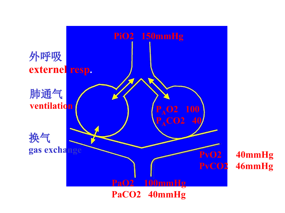 病理生理学网络幻灯片第15章呼吸功能全课件-ppt文档_第3页