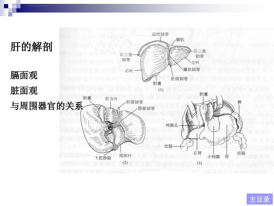 肝脏疾病（陈孝平）课件_第5页