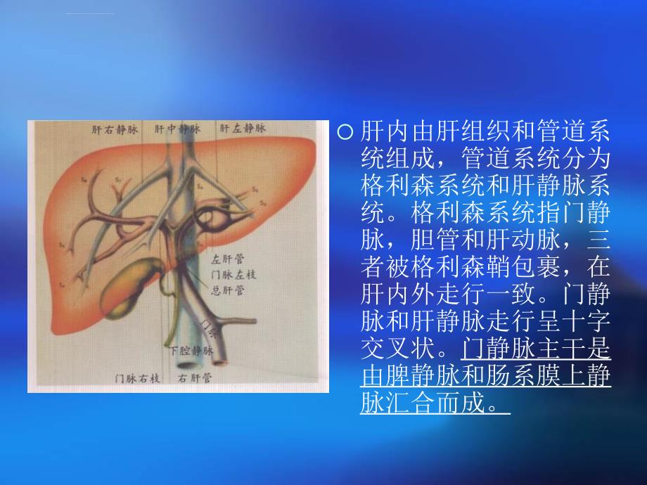 肝脏影像学幻灯片_第3页