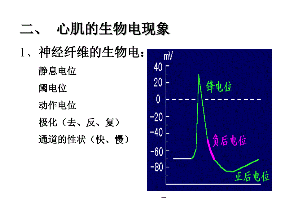 循环生理.ppt_第3页