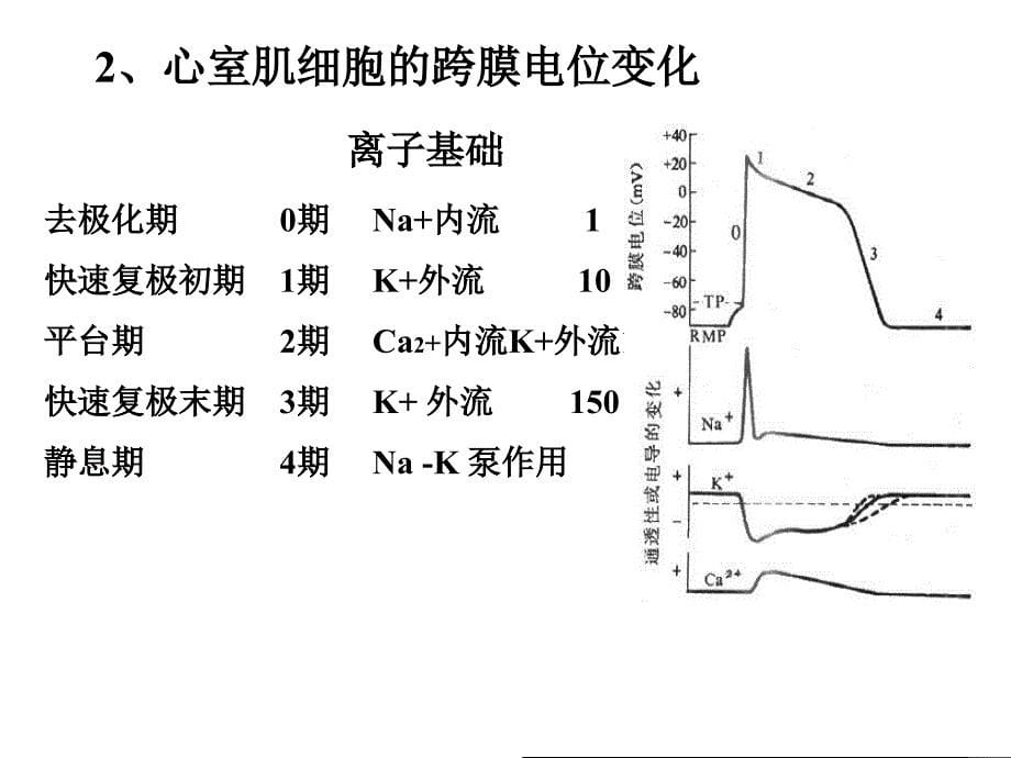 循环生理.ppt_第5页