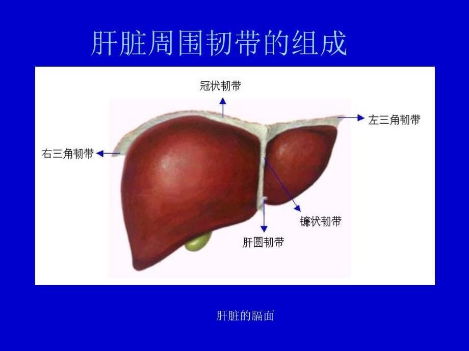 肝脏的分段与血管走行课件_第5页