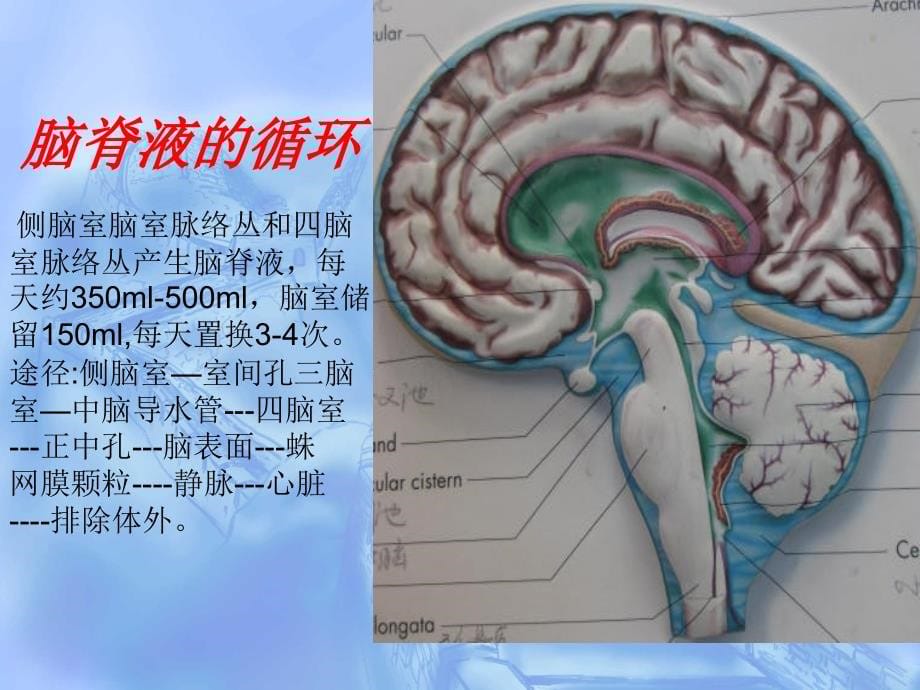 脑血管疾病脑梗塞分型治疗-ppt文档课件_第5页