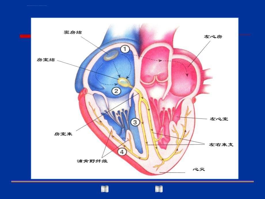 心脏各部心肌细胞动作电位与传导速度课件_第5页