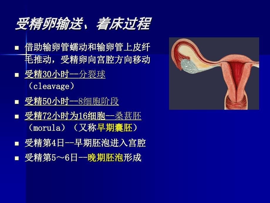 临床妇产科学第四章 妊娠期生理_第5页