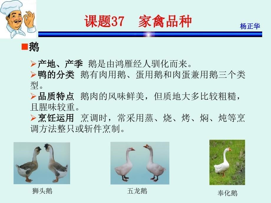 烹饪原料 教学课件 ppt 作者 杨正华模块3  动物性原料 课题37  家禽品种_第5页