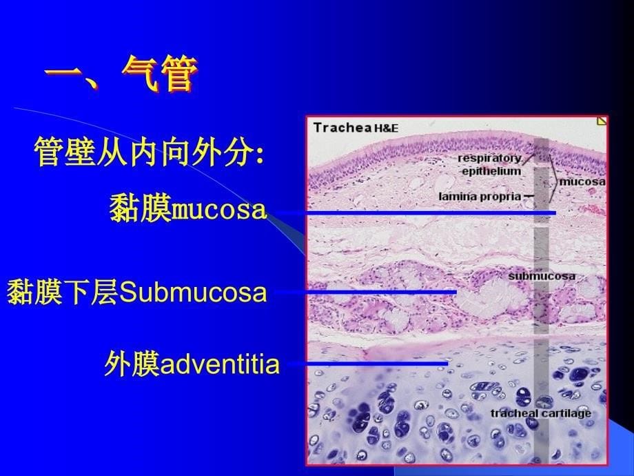 (组胚)呼吸系统_第5页