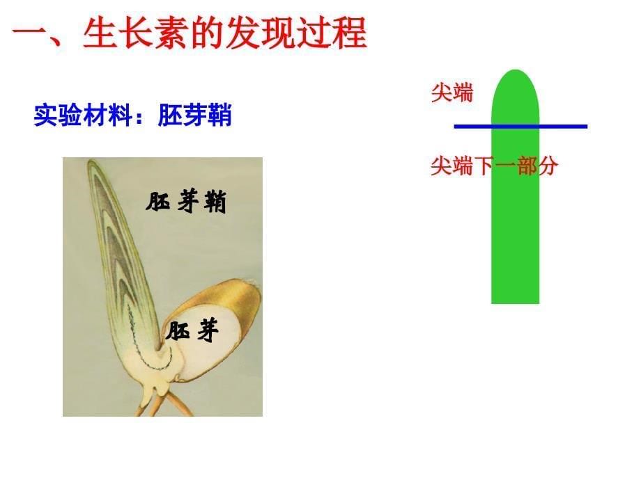 生长素发现课件_第5页