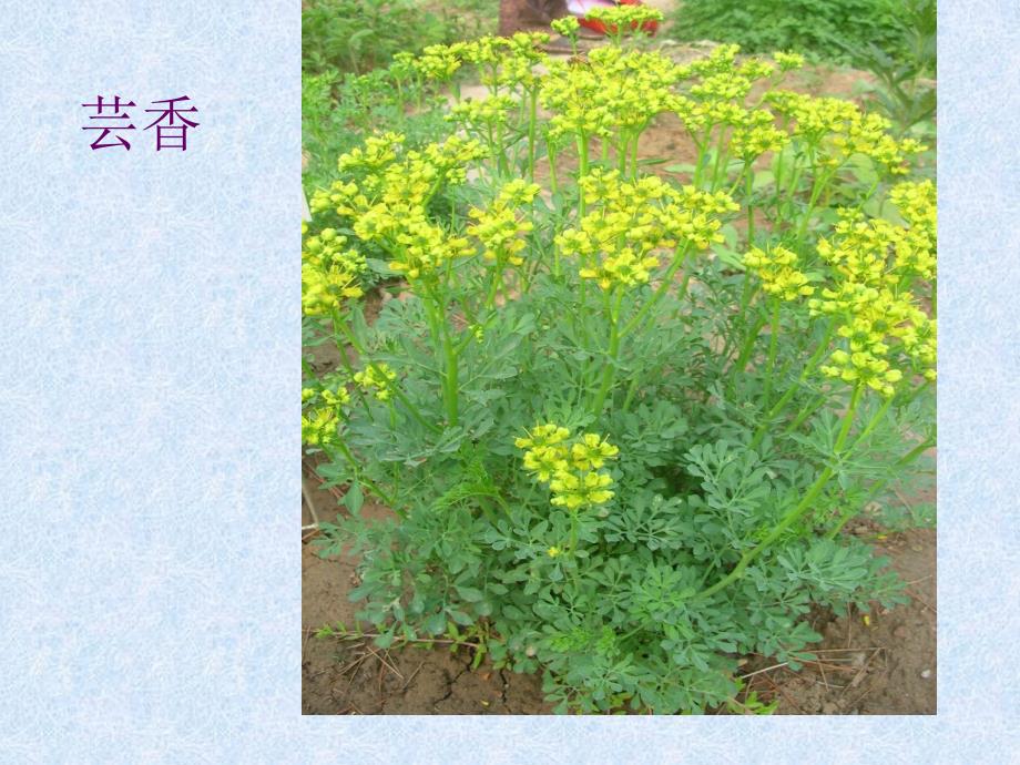 被子植物分类(三)_第3页