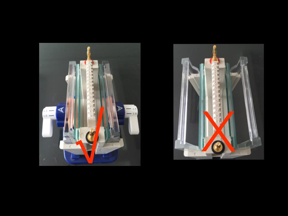 western blot 实验技术及心得_第4页