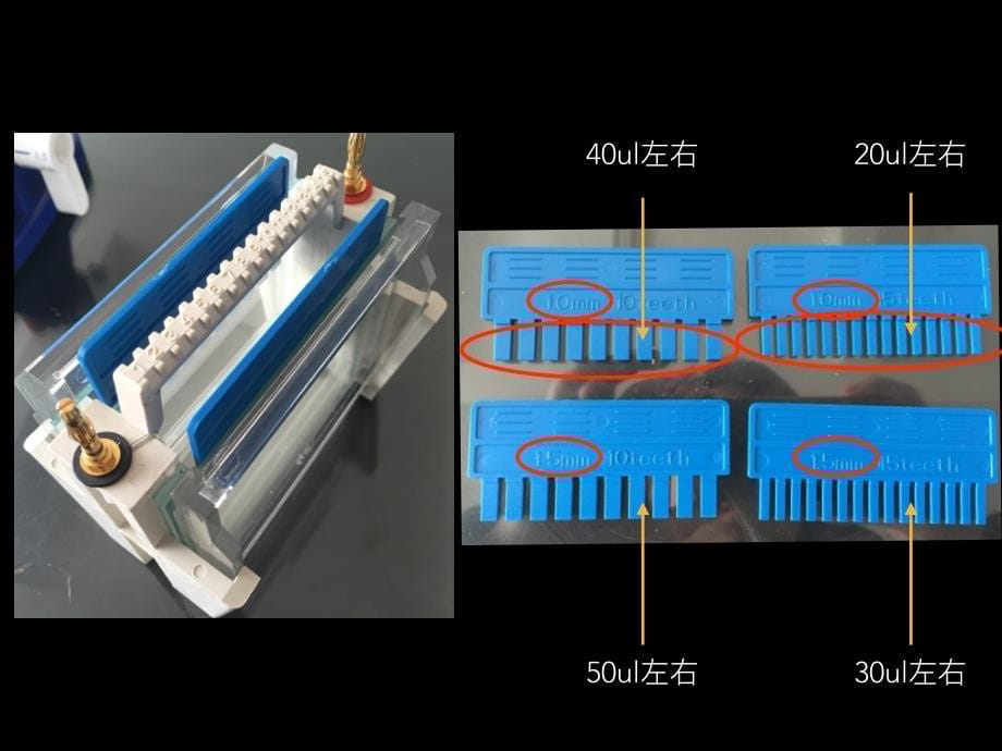 western blot 实验技术及心得_第5页