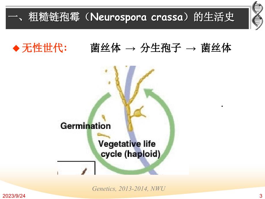 chapter 5 四分子分析及重组机制_第3页