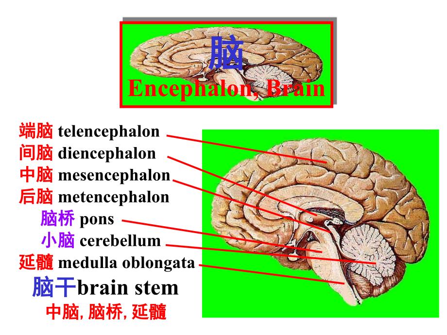 脑干内部结构：脑神经、非脑神经核团_第1页