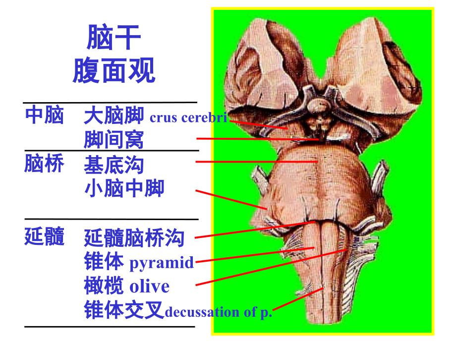 脑干内部结构：脑神经、非脑神经核团_第3页