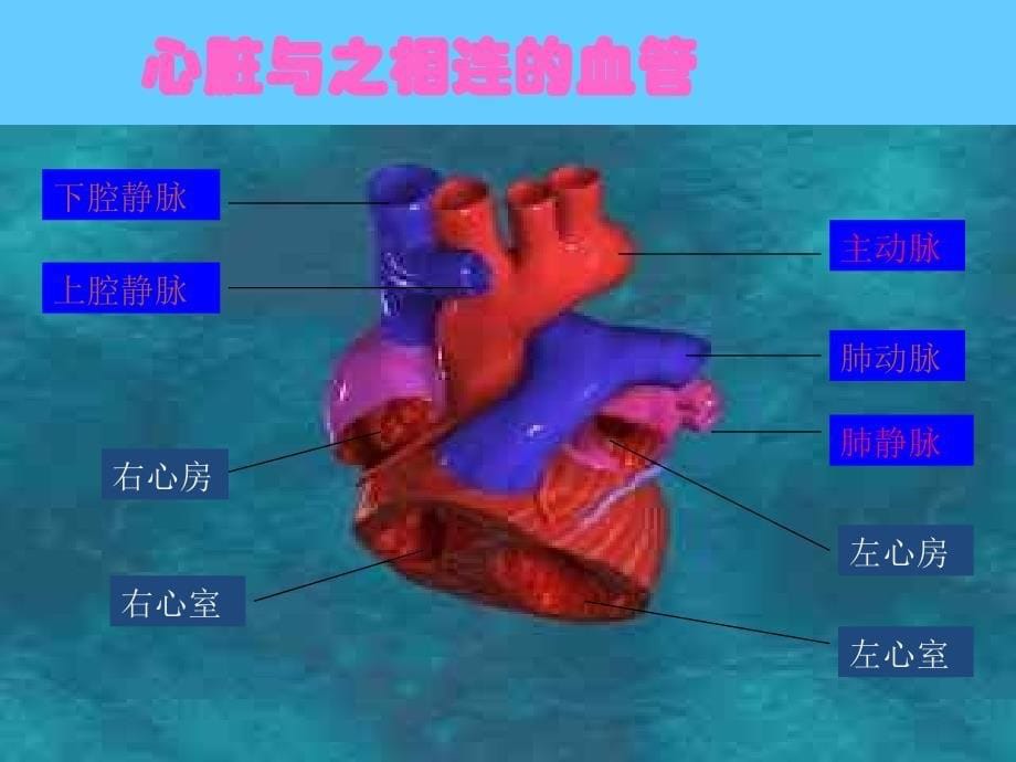 输送血液的泵——心脏课件(最新)_第5页