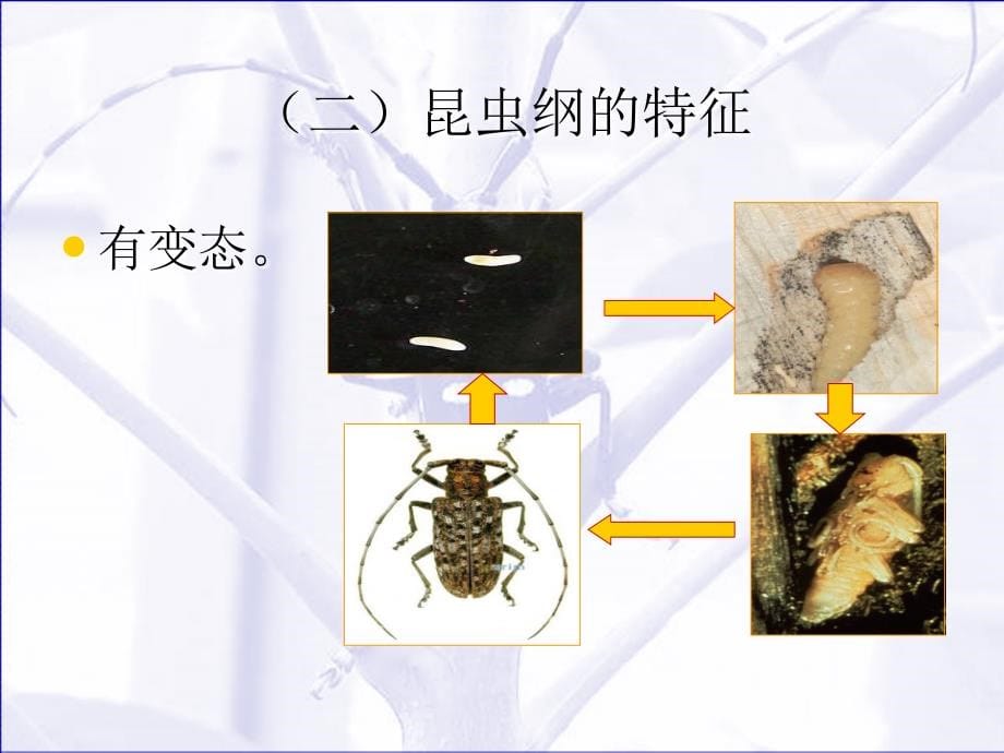 图鉴--认识自然--常见昆虫_第5页