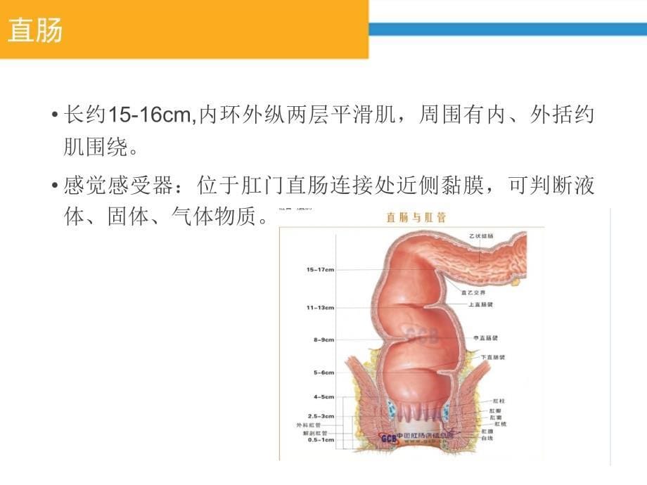 神经源性肠的护理_第5页