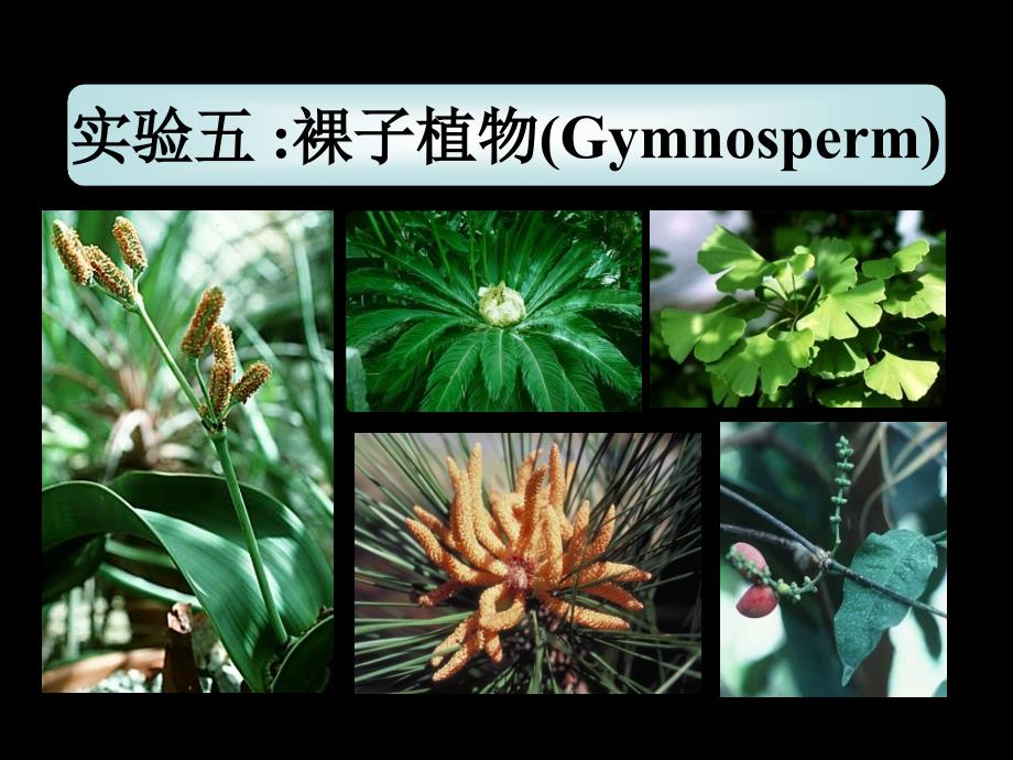 植物学下册-植物实验物实验五、裸子植物2_第1页