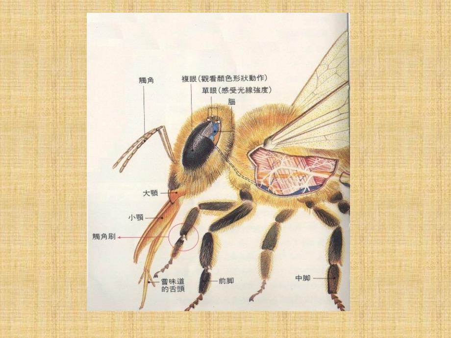蜜蜂的身体构造_第2页