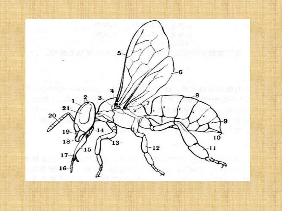 蜜蜂的身体构造_第4页