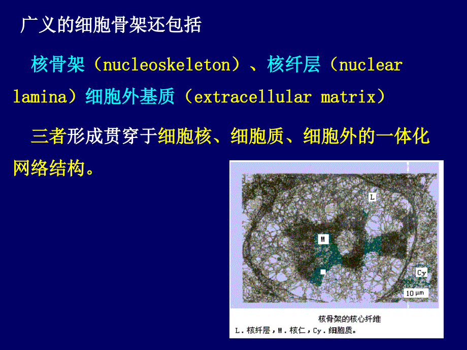 细胞骨架蛋白_第4页