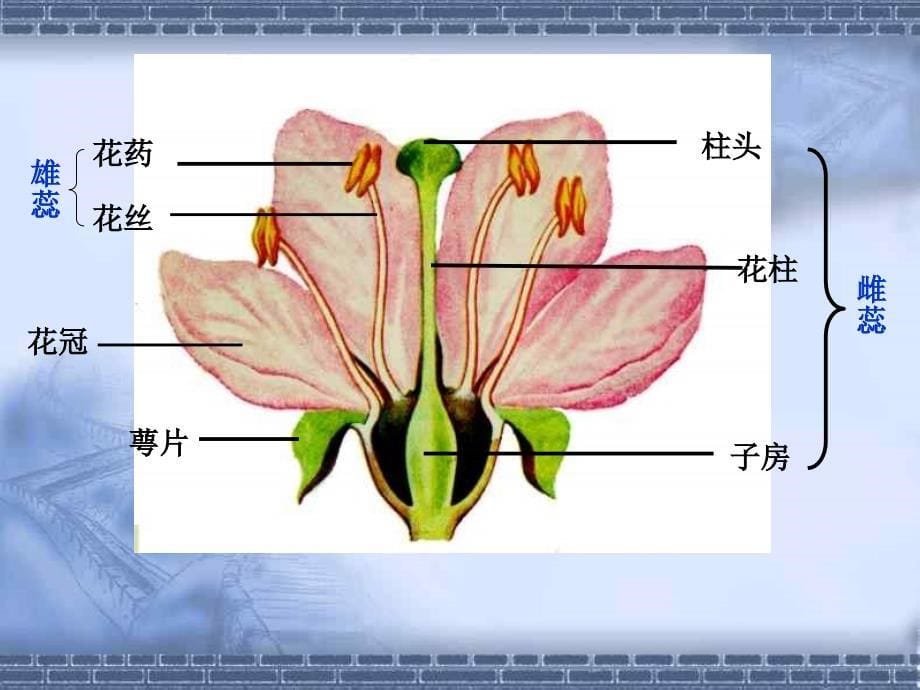 人教版八年级下册第一节植物的生殖课件_第5页